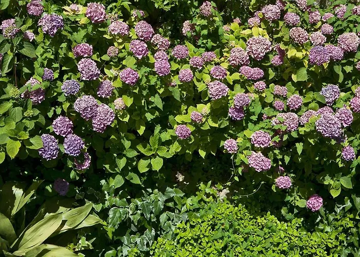 酒店 德拉皮科拉玛莉娜酒店