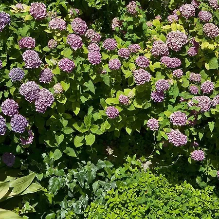 Hotel Della Piccola Marina